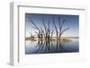 Australia, Murray River Valley, Barmera, Lake Bonney, Petrified Trees-Walter Bibikow-Framed Photographic Print