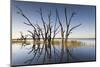 Australia, Murray River Valley, Barmera, Lake Bonney, Petrified Trees-Walter Bibikow-Mounted Photographic Print