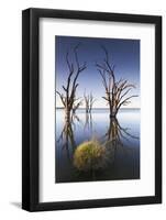 Australia, Murray River Valley, Barmera, Lake Bonney, Petrified Trees-Walter Bibikow-Framed Photographic Print