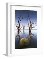 Australia, Murray River Valley, Barmera, Lake Bonney, Petrified Trees-Walter Bibikow-Framed Photographic Print