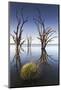 Australia, Murray River Valley, Barmera, Lake Bonney, Petrified Trees-Walter Bibikow-Mounted Photographic Print