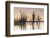 Australia, Murray River Valley, Barmera, Lake Bonney, Petrified Trees-Walter Bibikow-Framed Photographic Print