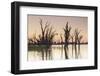 Australia, Murray River Valley, Barmera, Lake Bonney, Petrified Trees-Walter Bibikow-Framed Photographic Print