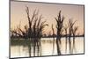 Australia, Murray River Valley, Barmera, Lake Bonney, Petrified Trees-Walter Bibikow-Mounted Photographic Print