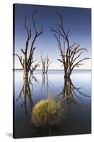 Australia, Murray River Valley, Barmera, Lake Bonney, Petrified Trees-Walter Bibikow-Stretched Canvas