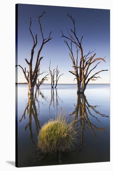 Australia, Murray River Valley, Barmera, Lake Bonney, Petrified Trees-Walter Bibikow-Stretched Canvas