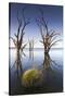 Australia, Murray River Valley, Barmera, Lake Bonney, Petrified Trees-Walter Bibikow-Stretched Canvas