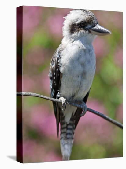 Australia New South Wales, A Kookaburra, a Large Terrestrial Kingfisher-Nigel Pavitt-Stretched Canvas