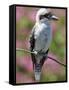 Australia New South Wales, A Kookaburra, a Large Terrestrial Kingfisher-Nigel Pavitt-Framed Stretched Canvas