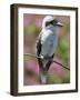 Australia New South Wales, A Kookaburra, a Large Terrestrial Kingfisher-Nigel Pavitt-Framed Photographic Print