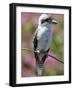 Australia New South Wales, A Kookaburra, a Large Terrestrial Kingfisher-Nigel Pavitt-Framed Photographic Print