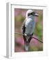 Australia New South Wales, A Kookaburra, a Large Terrestrial Kingfisher-Nigel Pavitt-Framed Photographic Print