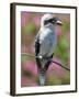 Australia New South Wales, A Kookaburra, a Large Terrestrial Kingfisher-Nigel Pavitt-Framed Photographic Print