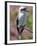 Australia New South Wales, A Kookaburra, a Large Terrestrial Kingfisher-Nigel Pavitt-Framed Photographic Print