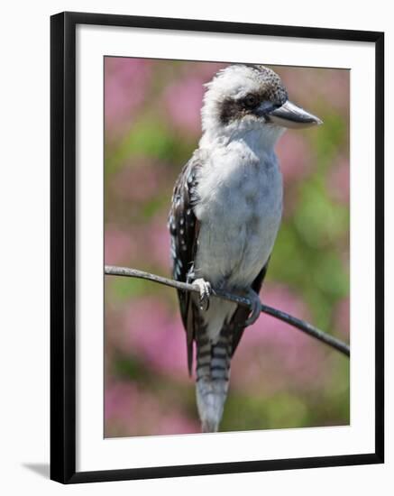 Australia New South Wales, A Kookaburra, a Large Terrestrial Kingfisher-Nigel Pavitt-Framed Photographic Print