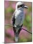 Australia New South Wales, A Kookaburra, a Large Terrestrial Kingfisher-Nigel Pavitt-Mounted Photographic Print