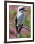 Australia New South Wales, A Kookaburra, a Large Terrestrial Kingfisher-Nigel Pavitt-Framed Photographic Print