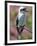 Australia New South Wales, A Kookaburra, a Large Terrestrial Kingfisher-Nigel Pavitt-Framed Photographic Print