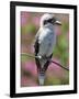 Australia New South Wales, A Kookaburra, a Large Terrestrial Kingfisher-Nigel Pavitt-Framed Photographic Print