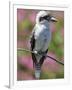 Australia New South Wales, A Kookaburra, a Large Terrestrial Kingfisher-Nigel Pavitt-Framed Photographic Print