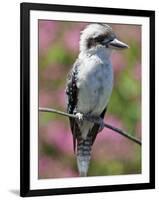 Australia New South Wales, A Kookaburra, a Large Terrestrial Kingfisher-Nigel Pavitt-Framed Photographic Print