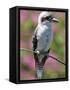 Australia New South Wales, A Kookaburra, a Large Terrestrial Kingfisher-Nigel Pavitt-Framed Stretched Canvas