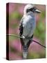 Australia New South Wales, A Kookaburra, a Large Terrestrial Kingfisher-Nigel Pavitt-Stretched Canvas