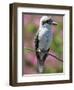 Australia New South Wales, A Kookaburra, a Large Terrestrial Kingfisher-Nigel Pavitt-Framed Photographic Print