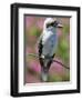 Australia New South Wales, A Kookaburra, a Large Terrestrial Kingfisher-Nigel Pavitt-Framed Photographic Print