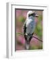 Australia New South Wales, A Kookaburra, a Large Terrestrial Kingfisher-Nigel Pavitt-Framed Photographic Print