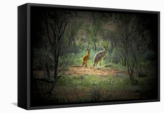 Australia, New South Wales, Broken Hill. a Red and Grey Kangaroo-Rona Schwarz-Framed Stretched Canvas