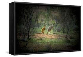 Australia, New South Wales, Broken Hill. a Red and Grey Kangaroo-Rona Schwarz-Framed Stretched Canvas