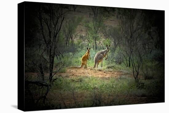 Australia, New South Wales, Broken Hill. a Red and Grey Kangaroo-Rona Schwarz-Stretched Canvas