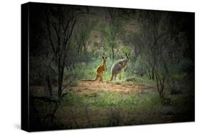 Australia, New South Wales, Broken Hill. a Red and Grey Kangaroo-Rona Schwarz-Stretched Canvas