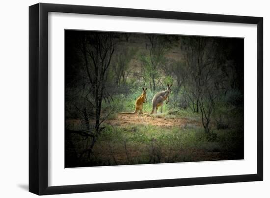 Australia, New South Wales, Broken Hill. a Red and Grey Kangaroo-Rona Schwarz-Framed Photographic Print