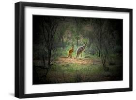 Australia, New South Wales, Broken Hill. a Red and Grey Kangaroo-Rona Schwarz-Framed Photographic Print