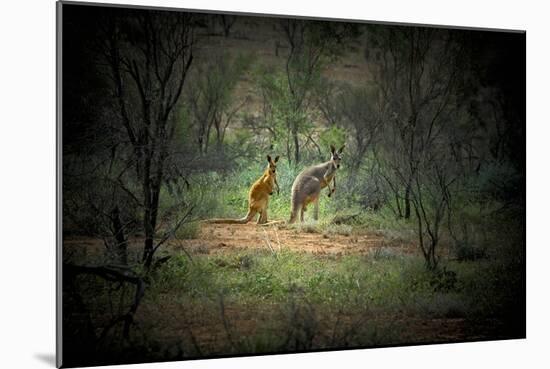 Australia, New South Wales, Broken Hill. a Red and Grey Kangaroo-Rona Schwarz-Mounted Photographic Print