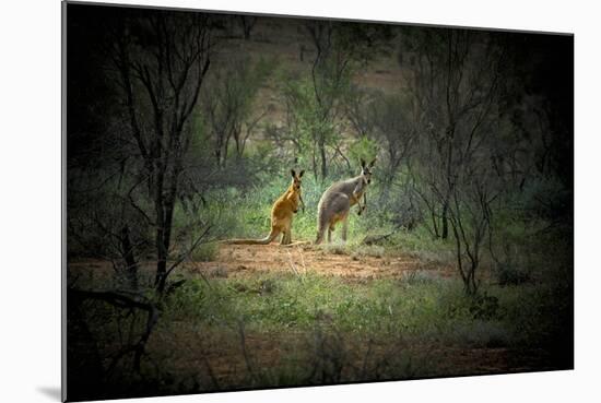 Australia, New South Wales, Broken Hill. a Red and Grey Kangaroo-Rona Schwarz-Mounted Photographic Print