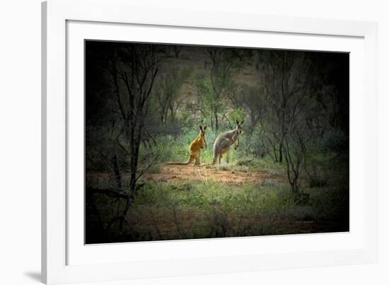 Australia, New South Wales, Broken Hill. a Red and Grey Kangaroo-Rona Schwarz-Framed Photographic Print