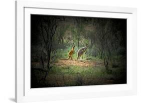 Australia, New South Wales, Broken Hill. a Red and Grey Kangaroo-Rona Schwarz-Framed Photographic Print