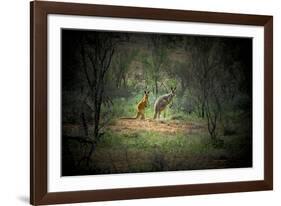 Australia, New South Wales, Broken Hill. a Red and Grey Kangaroo-Rona Schwarz-Framed Photographic Print