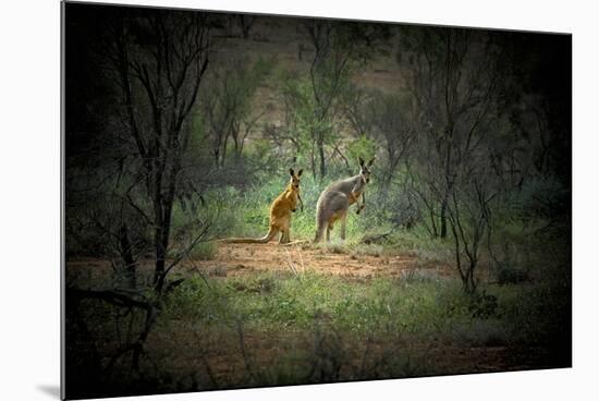 Australia, New South Wales, Broken Hill. a Red and Grey Kangaroo-Rona Schwarz-Mounted Photographic Print