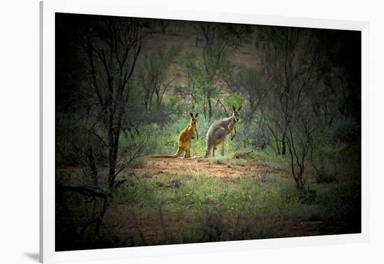 Australia, New South Wales, Broken Hill. a Red and Grey Kangaroo-Rona Schwarz-Framed Photographic Print