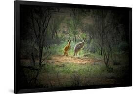 Australia, New South Wales, Broken Hill. a Red and Grey Kangaroo-Rona Schwarz-Framed Photographic Print