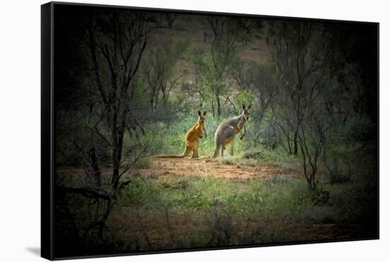 Australia, New South Wales, Broken Hill. a Red and Grey Kangaroo-Rona Schwarz-Framed Stretched Canvas