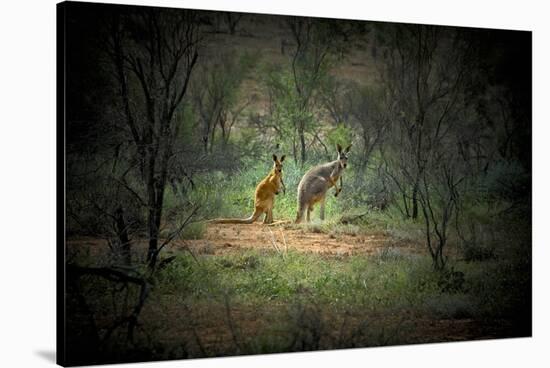 Australia, New South Wales, Broken Hill. a Red and Grey Kangaroo-Rona Schwarz-Stretched Canvas
