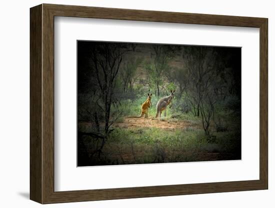 Australia, New South Wales, Broken Hill. a Red and Grey Kangaroo-Rona Schwarz-Framed Photographic Print