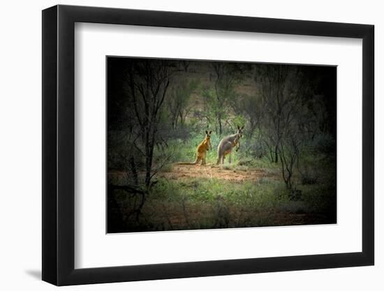 Australia, New South Wales, Broken Hill. a Red and Grey Kangaroo-Rona Schwarz-Framed Photographic Print