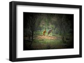 Australia, New South Wales, Broken Hill. a Red and Grey Kangaroo-Rona Schwarz-Framed Photographic Print