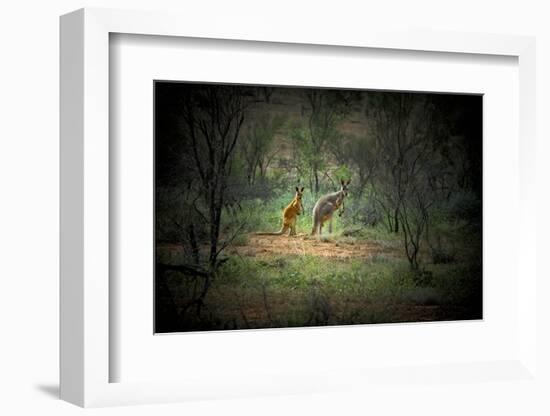 Australia, New South Wales, Broken Hill. a Red and Grey Kangaroo-Rona Schwarz-Framed Photographic Print